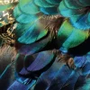 Colorful Peacock Feathers
