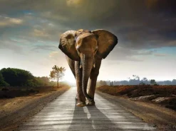 Elephant Walking On Road