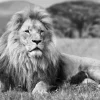 Lying Lion B&W