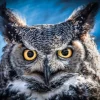 Owl portrait