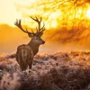 Red Deer In Morning Sun