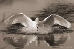 Swan